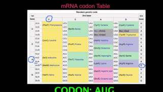 27 Skill Deduce which codons correspond to which amino acids [upl. by Etoile740]