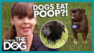 Why Do Dogs Eat Poop  Its Me or the Dog [upl. by O'Mahony]