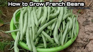 How to Grow French Beans From Seeds at Home  How to Grow Bush Beans Ultimate Guide For High Yields [upl. by Ahseikal]