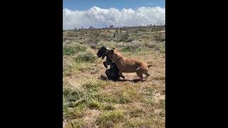 Neapolitan Mastiff VS Cane Corso mastiffsworldwide dog mastiff canecorso neapolitanmastiff [upl. by Nylyram]