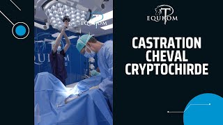 Castration cryptorchidie  Explication🎥🇫🇷🇬🇧130🇳🇱304 [upl. by Ahsitniuq]