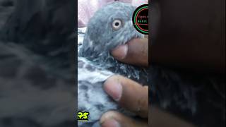 আপনি কি জানেন কবুতরের পা কেন লাল হয় viral viralvideo history trending foryou cute pigeon [upl. by Ljoka]