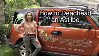 How to Deadhead Astilbe [upl. by Princess247]