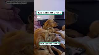 My dogs are obsessed with cows 😂🐮 🎥 Instagram  manypawsandmanytails [upl. by Mandi968]