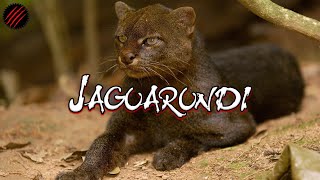 Is a Jaguarundi the Perfect Predator Definitely NOT Your House Cat [upl. by Nevram]