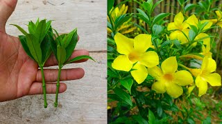 How to grow and care allamanda flower simple method [upl. by Atirb]