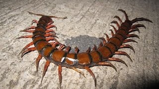 Cienpies Scolopendra Gigantea Venezuela [upl. by Kameko]