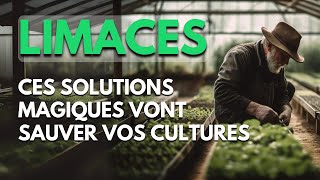 Limaces  Ces Solutions Magiques Vont Sauver Vos Cultures [upl. by Ellehcyt]