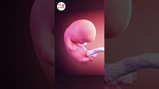 Incredible Fetal Development 🩺❤️ Mshealthcare1 baby share video pregnant [upl. by Mairim]