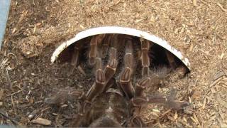 Goliath Birdeating Spider Breeding [upl. by Batruk]