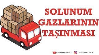 235  SOLUNUM SİSTEMİ9  SOLUNUM GAZLARINN TAŞINMASI  AYT  Hacettepeli Hoca Biyoloji [upl. by Kreit]