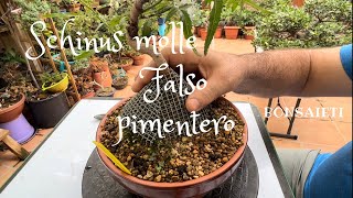 🌱 Schinus molle o falso pimentero [upl. by Bohannon168]