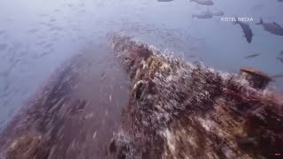 Local team deliberately sinks a barge to create an artificial reef of Jacksonvilles coast [upl. by Mccreary]