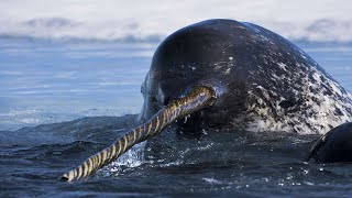 Narwhal  The Unicorn Of The Sea  Documentary [upl. by Annayak]