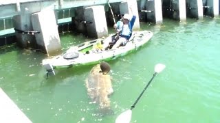 Man Catches Record Breaking 500 Pound Grouper from a Kayak [upl. by Erinna447]