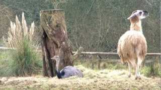 Manor House Young Wallabies  Manor House Wildlife Park Tenby Wales February 2013 [upl. by Zildjian]