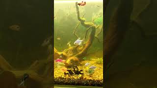 Feeding Fish in Aquarium with Diverse Species [upl. by Ahsiemac]