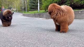 Tibetan mastiff puppies [upl. by Rehpoitsirhc]