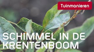 De krentenboom en schimmel  ziektes en plagen  Tuinmanieren [upl. by Adnoel]