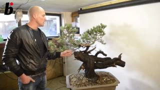 Mauro Stemberger demonstration on a mugo pine Pinus mugo [upl. by Brodsky]