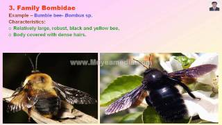 Diptera and Hymenoptera Insect Family identification [upl. by Alfonzo211]