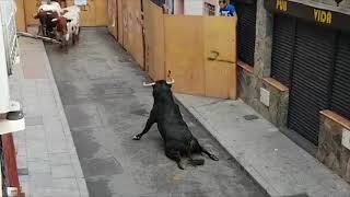 Bull Breaks Legs At Spanish Festival [upl. by Nibaj]