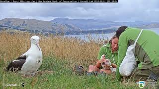 Its Time To Check The Weight Of The Royal Albatross Chick  DOC  Cornell Lab [upl. by Acimaj]