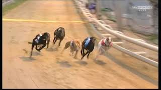 2013 GREYHOUND DERBY FINAL  SIDAZ JACK [upl. by Eadwina]