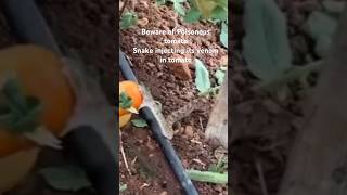 Beware of Poisonous tomato  Snake Injecting its venom in tomato shorts trending viralvideo [upl. by Neuburger951]