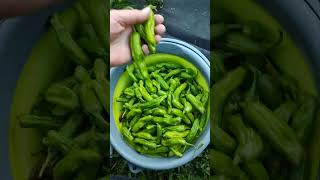 Picking lots of shishito peppers shortvideo notalking growyourownfood garden homegardening new [upl. by Calandria]