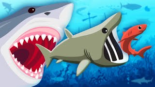 Lets Learn About Sharks  Shark Song For Kids  KLT [upl. by Etem]