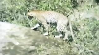 Baboons Attack Cheetah and Leopard [upl. by Emil]