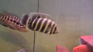 Jaguar Cichlid vs Red Devil Cichlid Managuense vs Red Devil Aztec vs Red Devil [upl. by Yesnikcm]