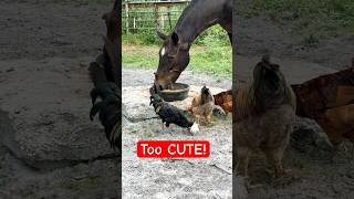 Happy hOrse shares FOOD with rescued rOOsters 🥰 horse [upl. by Handal]