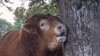 Cow moo mooing bellowing sounds 🌻🐄🔊 ☘️ Real animal sounds 🌱 [upl. by Taka]