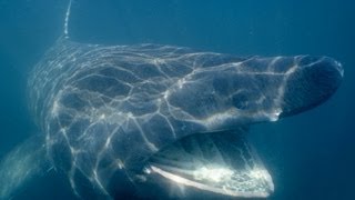 Basking sharks and Lampreys Lampreys on SHARKS [upl. by Srevart]