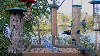 Backyard Birds Flock To Cornell FeederWatch Cam For An Early Lunch – Oct 7 2024 [upl. by Bryna]