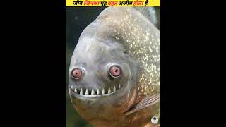 Sea creatures with very strange mouths viral [upl. by Meehaf]