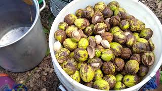 Processing Shagbark Hickory nuts Carya ovata  Hulling Storing Stratifying and Planting Advice [upl. by Kowalski687]