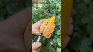 THE FRUIT THAT TASTES LIKE EGGS  Canistel  EGG FRUIT shorts [upl. by Yennaiv]