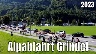 Alpabfahrt Grindel 2023 [upl. by Aciram293]