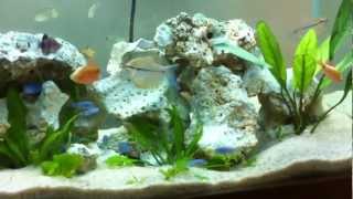 Filhotes de Socolofi  Socolofi Puppies  Cichlid [upl. by Lenwood]