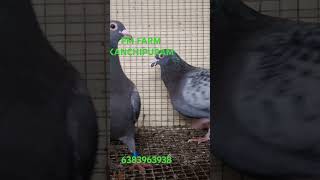 Sale post in Kanchipuram best pigeon 6383963938 [upl. by Chilcote]