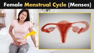 What Happens During A Female Menstrual Cycle Menses [upl. by Nele849]