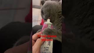 Kedi tırnağı nasıl kesilir  pets cat scottishfold britishshorthair [upl. by Ravaj119]