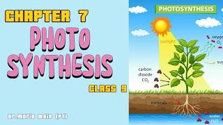 Biology Chapter 7 Bioenergetics  Class 9 Photosynthesis Sindh board teaching  Part 2 [upl. by Dyann]