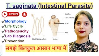 Taenia saginata in Hindi  Morphology  Life Cycle  Pathogenicity  Lab Diagnosis  Parasitology [upl. by Forest]