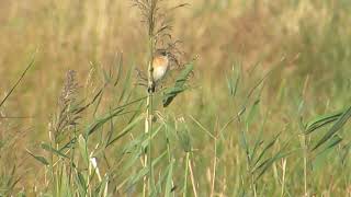 Stejnegers Stonechat Salthouse Norfolk 311018 [upl. by Adnawyek]