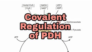 Regulation of Pyruvate Dehydrogenase PDH Part 2  Covalent Regulation  CarbohydrateMetabolism [upl. by Treve]