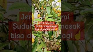 Jeruk Nagami manis di musim penghujan ✅ fruit berkebundipekarangan vews [upl. by Dituri]